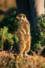 Meerkats (S.Africa)