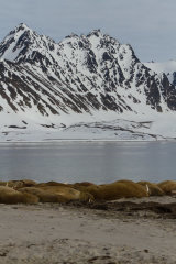 Walrus group in front of mountains
