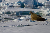Walrus