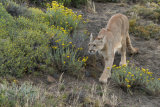 Puma stalking