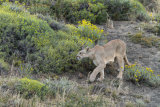 Puma stalking