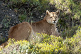 puma