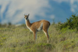 Guanaco