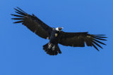 Condor in flight