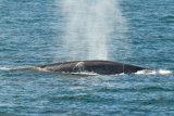 Blue Whale