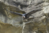 Condor flying