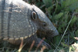 Armadillo