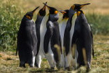 King Penguins