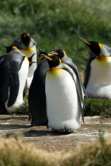 King Penguin with egg