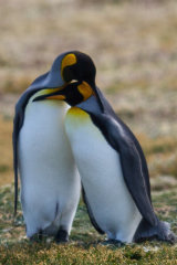 King Penguins