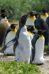 King Penguin stretching