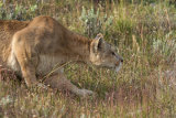 Puma stalking