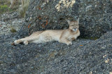 Puma in rocks