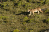 Puma on hillside