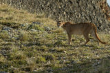 Puma on hillside