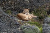 Puma portrait