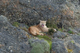 Puma on cliff, yawning