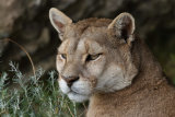 Puma Portrait