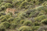 Puma on hillside