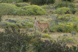 Puma's greeting