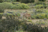 Puma greeting