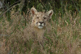 Puma in long grass