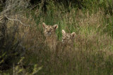 Puma brothers