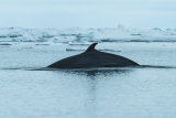Minke whale