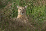 Puma in long grass