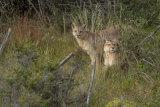 Puma brothers