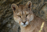 Puma portrait
