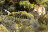 Puma in undergrowth