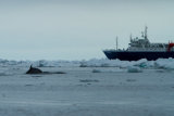 Minke whale and mv Ortelius