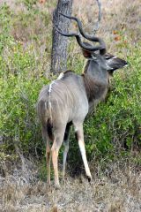 Kudu