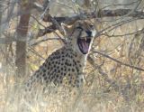 cheetah yawning