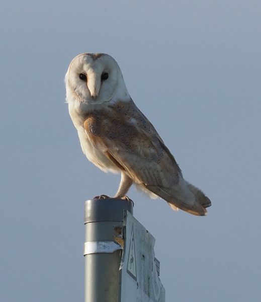 Barn Owl 1