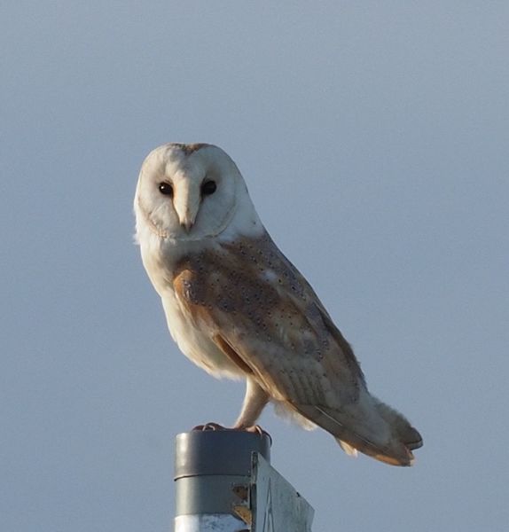 Barn Owl 2