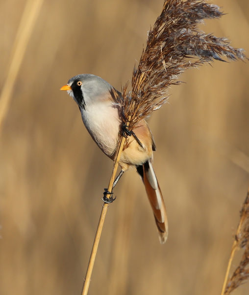Bearded Tit