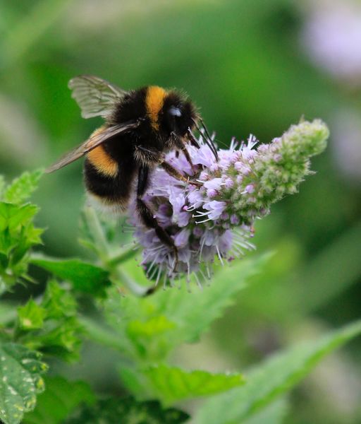 Bee home soon