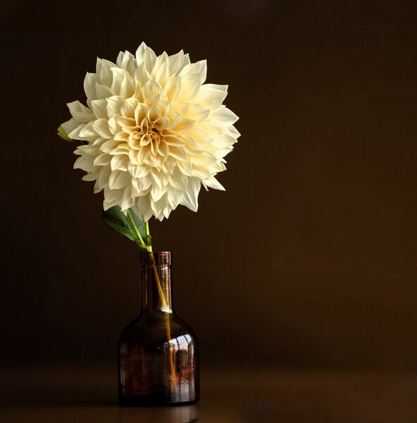 Cream Dahlia