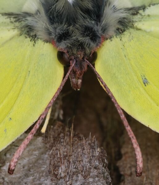 Macro Butterfly_1