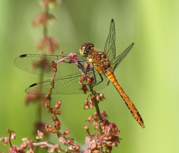 Dragonfly Three