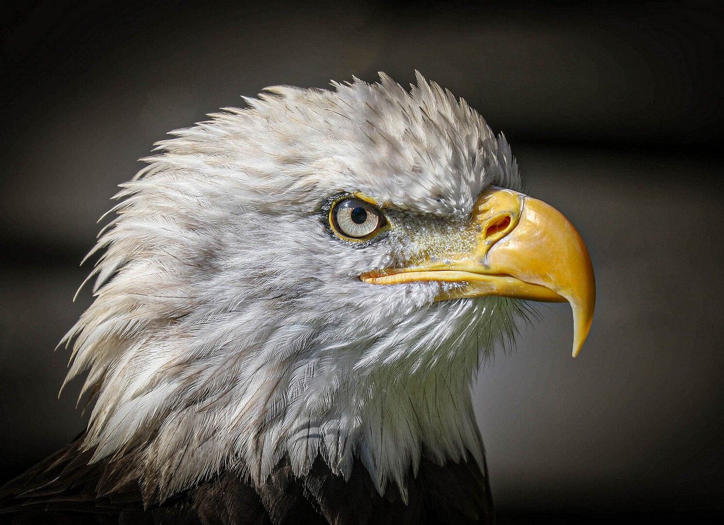 Eagle Eyed