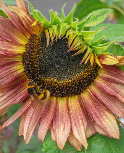 Bee on the sunflower