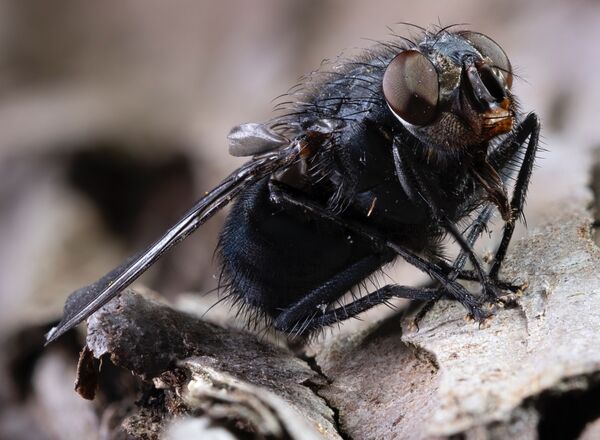 Macro Fly_2