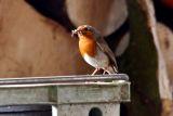 Robin Feeding