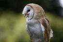 Barn Owl