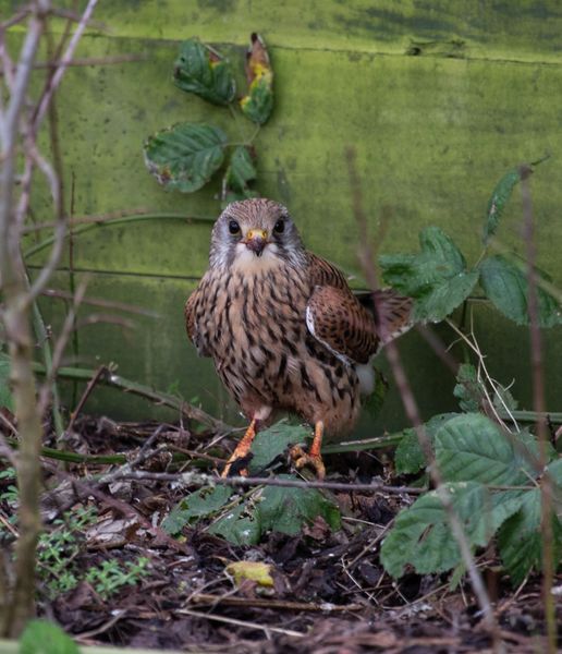 Kestral 1