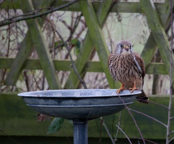 Kestral 2