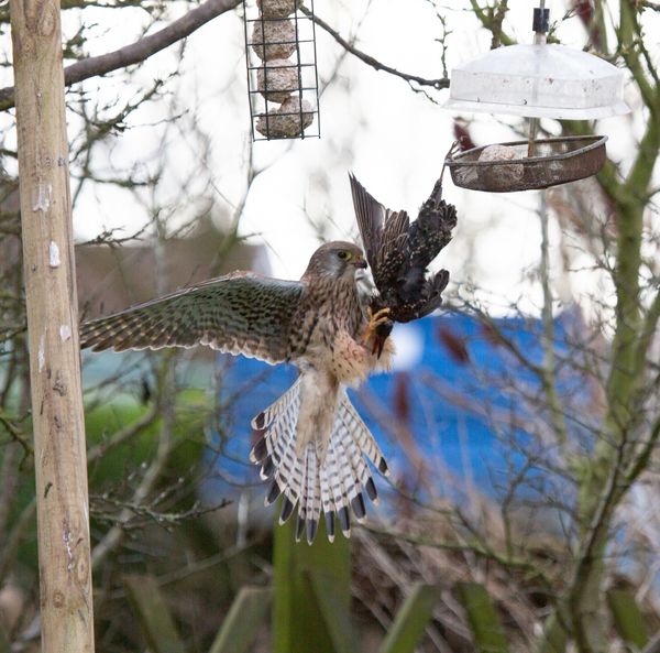 Kestral 3